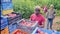 African-american man loading box full of peaches. His man and woman working in background.