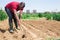 African american man professional horticulturist with garden shovel