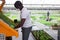 African American in medical mask transplanting seedlings in greenhouse