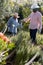 African american senior couple wearing hats, gardening, watering plats outdoors