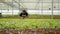 African american woman inspecting plants doing quality control in hydroponic enviroment looking at green leaves