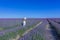 African-American woman strolling between lavender in bloom