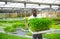 African american worker holding box with bell peppers sprouts