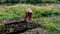 African American Working Her Plot in a Community Garden