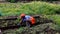 African American Working Her Plot in a Community Garden