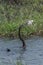 An african Anhinga just catching a fish in the Chobe river.