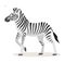 African animal, cute funny zebra icon isolated on white background, vector