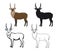 African animal waterbuck in color, silhouette, contour and stroke