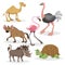 African animals cartoon set. Camel, big african turtle, flamingo, hyena, warthog and ostrich. Zoo wildlife collection. Vector illu