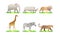 African animals cartoon vector set. elephant, rhino, giraffe, cheetah, zebra, lion. safari isolated illustration - Images vectorie