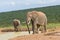 African animals, elephants drinking water