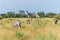 African animals grazing in a field Bostswana Africa
