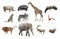 African animals isolated on a white background