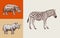 African animals. Rhinoceros Hippopotamus Wild zebra. Engraved hand drawn Vintage old monochrome safari sketch. Vector