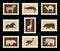 African animals set