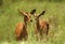 African Antelope Bambi