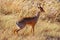 African antelope Dik Dik is the smallest antelope in the world. Africa. Serengeti National Park