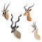African antelope or gazelle portrait set made in unique simple cartoon style. Heads of gemsbok, greater kudu, impala and