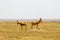 African antelope hartebeests in Serengeti National Park, Tanzania