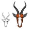 African antelope Impala head, gazelle mascot