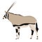 African antelope oryx in flat style