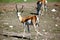 African antelope springbock