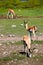African antelope springbock