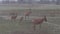 African antelope standing motionless in the rain in the reserve Ol Pejeta