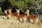 African antelopes