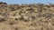 African antelopes feeding in dry grassland