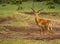 African antelopes impala in Masai Mara in Kenya