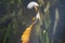 The African arowana or Nile arowana