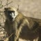 African Baboon