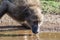 African Baboon Drinking Water