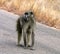 African Baboon on the road