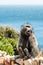 African Baboon showing its teeth