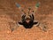 African baboon spider