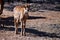 African baby Sable