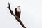 African bald eagle resting on a branch near a body of water