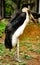 African bald stork on grass outdoors