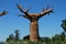 African baobab