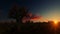 African baobab against beautiful timelapse, sunrise panning, 4K