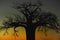 African Baobab tree