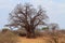 African Baobab Tree (Adansonia digitata)