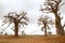 African Baobab tree on baobabs trees field