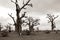 African Baobab tree on baobabs trees field