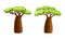 African baobab trees. Powerful plant with green foliage cartoon vector illustration