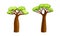 African baobab trees. Powerful tree with green leaves cartoon vector illustration