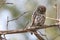 African barred-owl