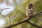 African barred-owl in Kruger Park, Sout Africa